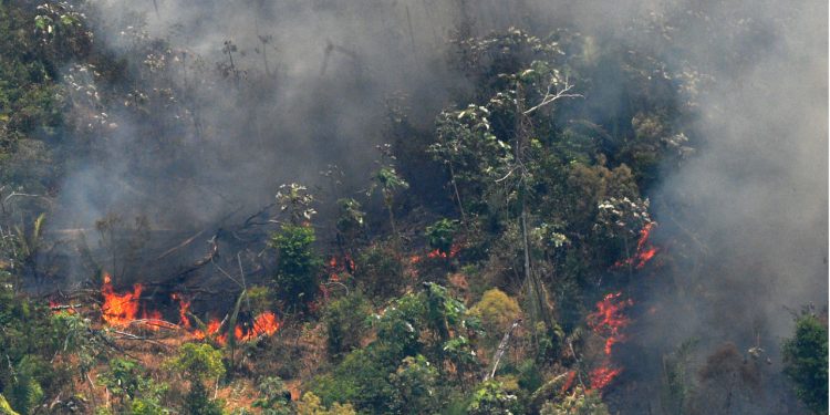 ¿Cómo restaurar el Amazonas?