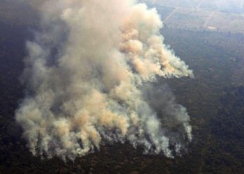 DW: La humanidad va rumbo al suicidio destruyendo el Amazonas