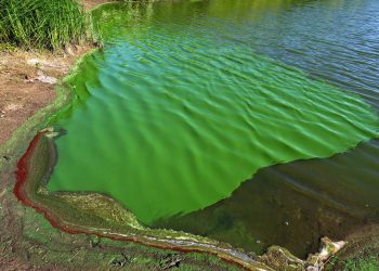 Tóxicas algas verdeazuladas volvieron a Florida debido al cambio climático