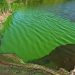 Tóxicas algas verdeazuladas volvieron a Florida debido al cambio climático