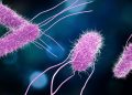 CDC advierte sobre la mortífera salmonela resistente a los medicamentos