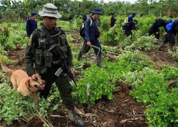 Colombia: grupos irregulares armados atacan a militares y civiles que eliminan sembradíos de hojas de coca