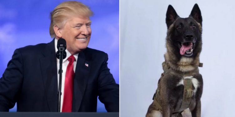 Trump difunde foto del perro que fue clave en captura y muerte del líder del Estado Islámico