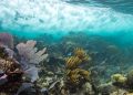 Arrecifes de coral del sur de Florida serán atendidos por la Cámara