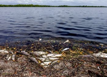 Regreso de marea roja causa preocupación a empresarios de Florida