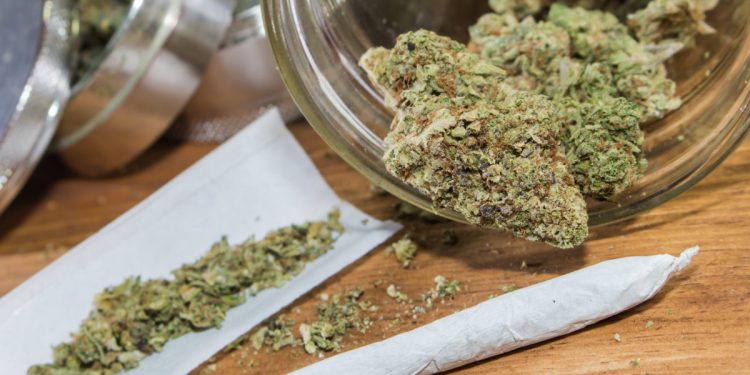 Forman coalición para luchar contra propuesta de cannabis recreativo en Florida