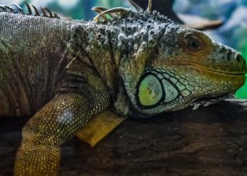 En Florida deben evaluar qué hacer con las iguanas verdes