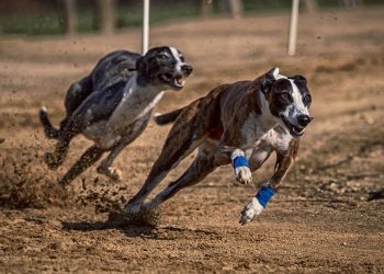 Presentan proyecto de ley de compensación a trabajadores tras suspensión de carreras de galgos