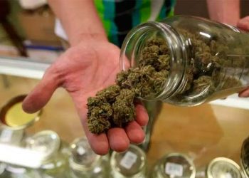 Partidarios del uso de marihuana recreativa presentan informe ante Corte Suprema de Florida