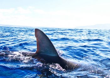 Proyecto de ley que prohíbe la venta de aletas de tiburón se presenta ante la Cámara de Representantes