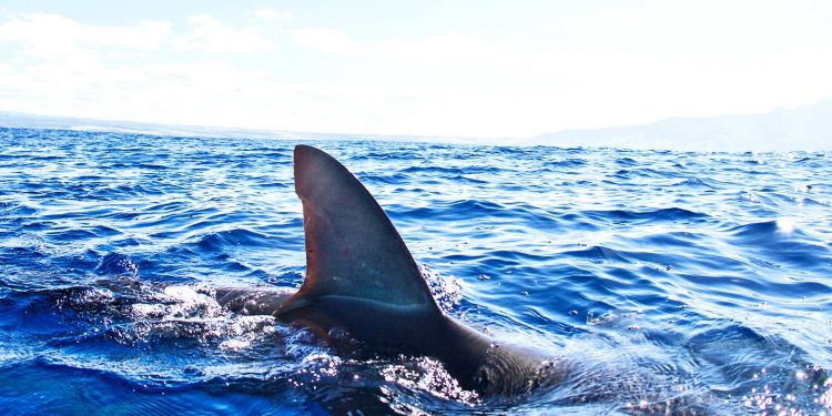 Proyecto de ley que prohíbe la venta de aletas de tiburón se presenta ante la Cámara de Representantes