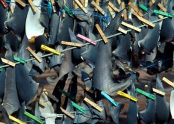 Proyectos de ley en Florida contra el aleteo de tiburón y la bilis de oso van tomando forma