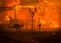 Zoológico de Israel brinda protección a animales tras incendios en Australia