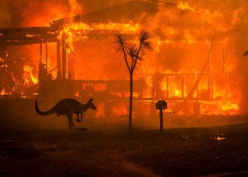 Zoológico de Israel brinda protección a animales tras incendios en Australia