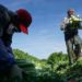 Para reducir el impacto económico de la pandemia EEUU modificó el programa de visas H-2A para trabajadores del campo