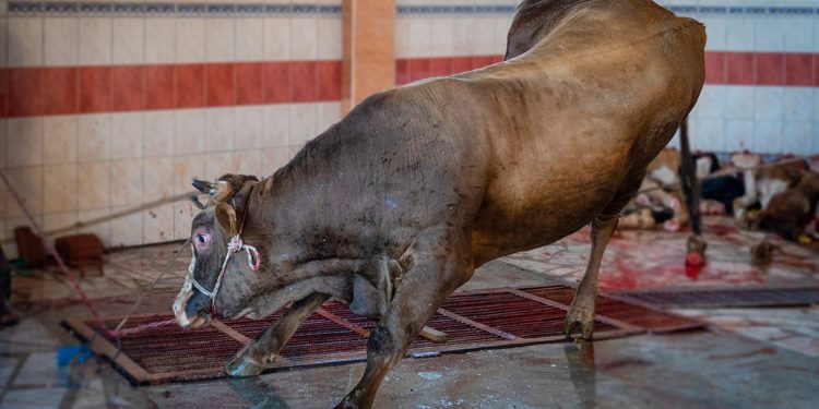 ¡Destruyendo su salud! Venezolanos convierten sangre de res en su alimento para sobrevivir
