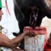 "Coronahambre": Piden a venezolanos no tomar sangre de ganado como sustituto de la carne