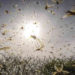 América "empavada":    Nubes de langostas en el sur y arena del  sahara acompañan al coronavirus