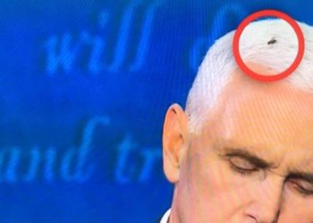 Mosca en la cabeza de Pence se robó el show en debate ante Harris (Memes)