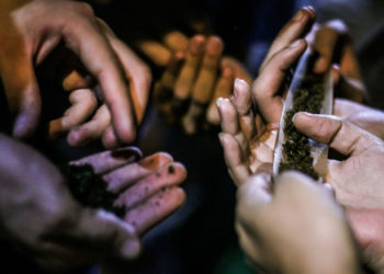 ¡UE Alerta! ¿Cuál es el país con el mayor centro productivo de marihuana en Europa?