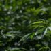 ONU reconoce propiedades curativas del cannabis