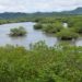Economía verde: la estrategia de Costa Rica frente al COVID-19
