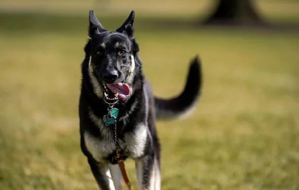 Perro de Biden se porta mal …¡Otra vez!