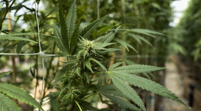 Marihuana legal en México presionará a legisladores de EEUU