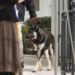Perro de Biden tendrá que hacer un curso: Lea acá para qué