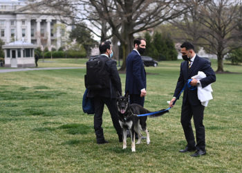 ¿Por qué se "portan mal" los perros de Biden?