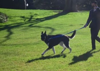 Perro de los Biden irá a entrenamiento especial