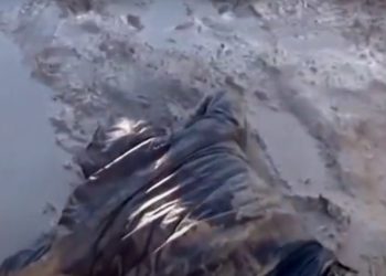 Siria usó armas químicas prohibidas contra sus ciudadanos