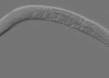 La criatura transparente