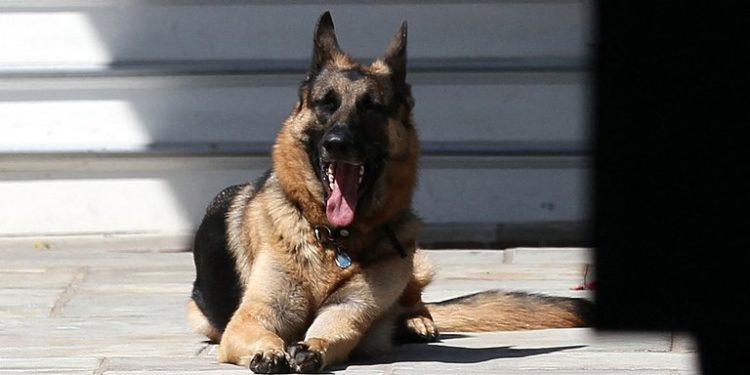 Casa Blanca: Murió uno de los perros de Biden