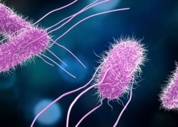 Los CDC alertan sobre brote de salmonela en 17 estados de EEUU