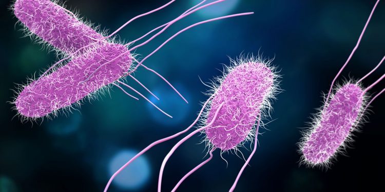 Los CDC alertan sobre brote de salmonela en 17 estados de EEUU