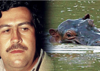 Fallo sin precedentes: dan estatus de "personas" a hipopótamos de Pablo Escobar