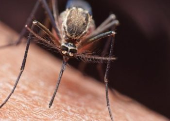 EEUU invirtió más que el régimen en la prevención de la malaria en Venezuela