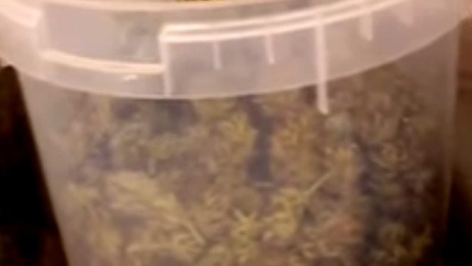 Algunos compuestos del cannabis pueden bloquear el Covid-19