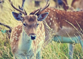 El Covid-19 se está propagando entre los ciervos