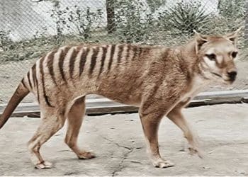 Con ingeniería genética, científicos pretenden revivir el extinto tigre de Tasmania