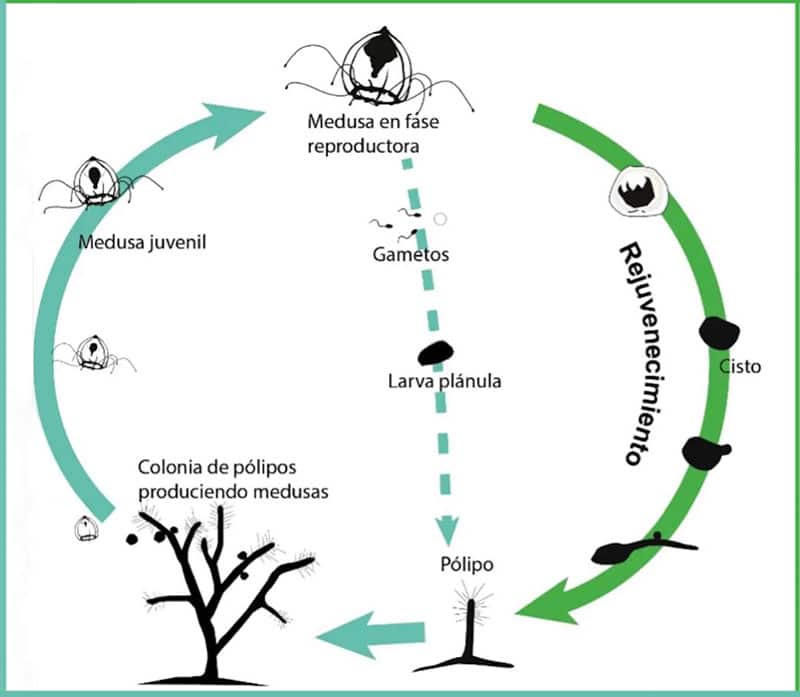 Esta medusa tiene la capacidad de revertir la dirección de su ciclo vital, hacia un estadio anterior.