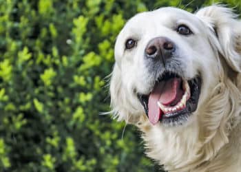 Literalmente hablando, los perros pueden llorar de felicidad.