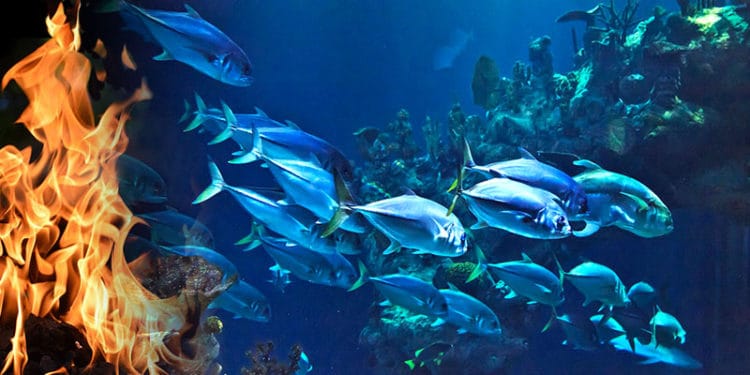 El calor de los océanos es una señal de un planeta que está absorbiendo calor y no liberándolo al espacio.