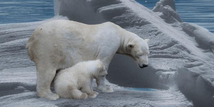 Los compromisos ambientales tardíos, han comprometido seriamente la vida en las regiones polares.