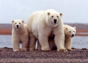 Polémica en EEUU por aprobación de explotación petrolera en reserva natural en Alaska