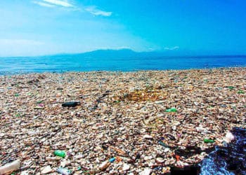 Isla de basura del Pacífico es tan grande que un ecosistema costero está prosperando en ella