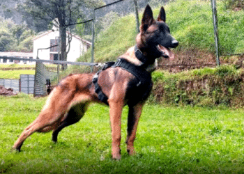 Colombia: ¿Qué se sabe del perro que encontró a los niños en la selva del Guaviare?