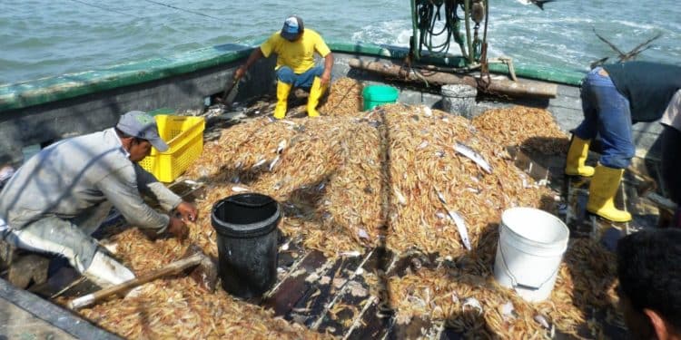 En la tierra y en el mar: productores camaroneros de Ecuador en ascuas por robos de piratas y ladrones de carretera