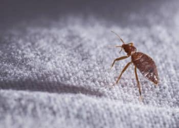 Plaga de chinches se apoderó de París